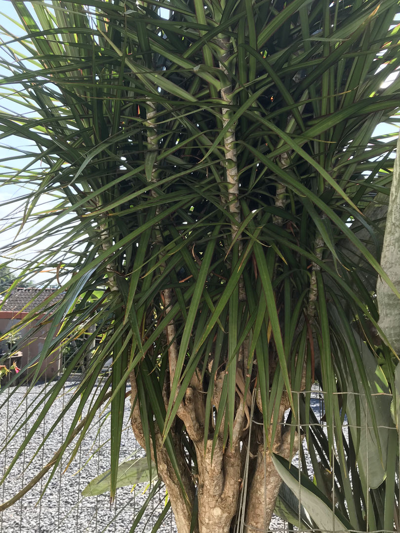 5 einfache Pflegetipps fr Dracaena reflexa | Drachenbaum | Song of India |  homify