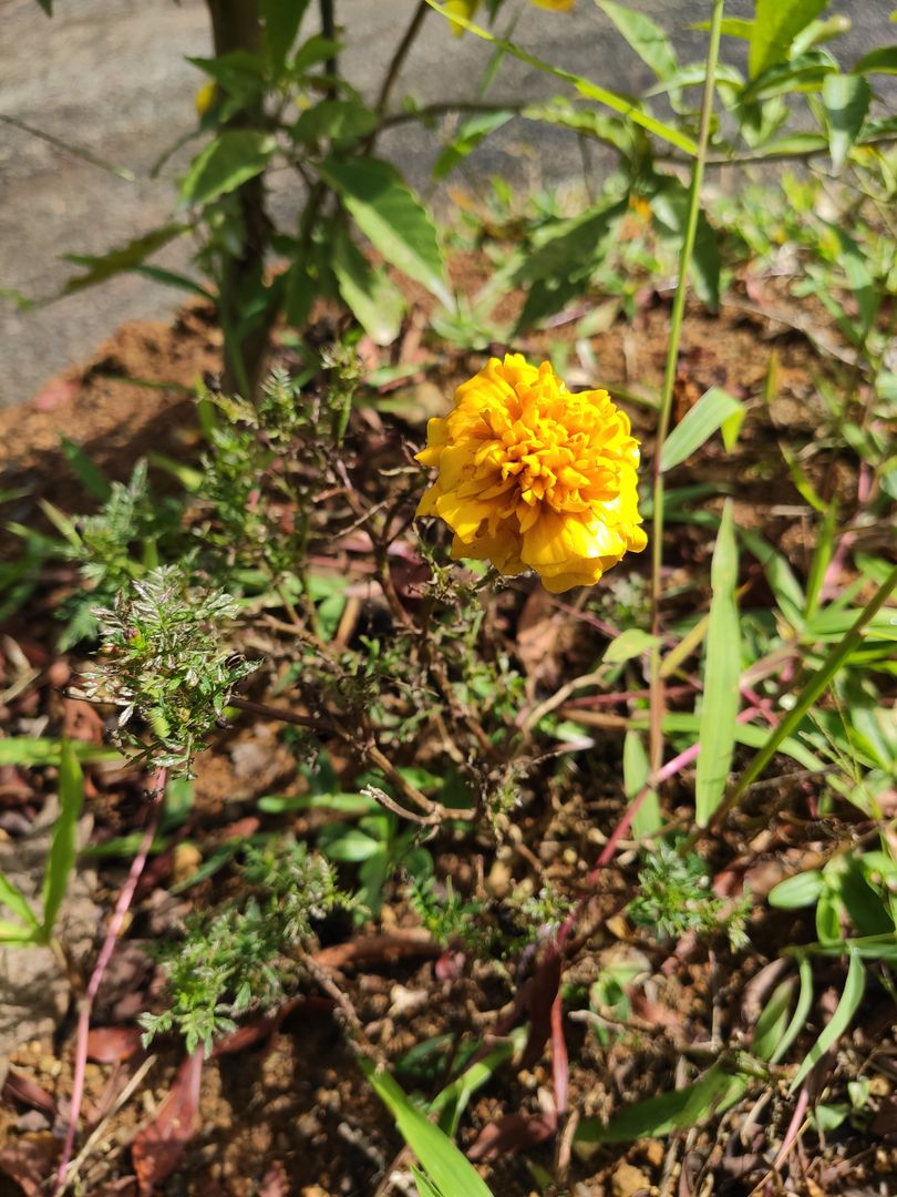 Guía de 6 Pasos para Plantar y Cuidar Flores de Caléndula | homify