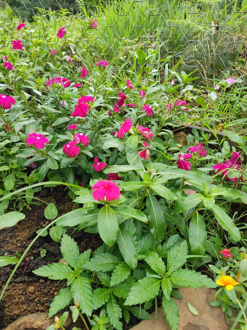 Maria-Sem-Vergonha - Aprenda A Plantar E Cuidar Do Jeito Certo - Minhas  Plantas