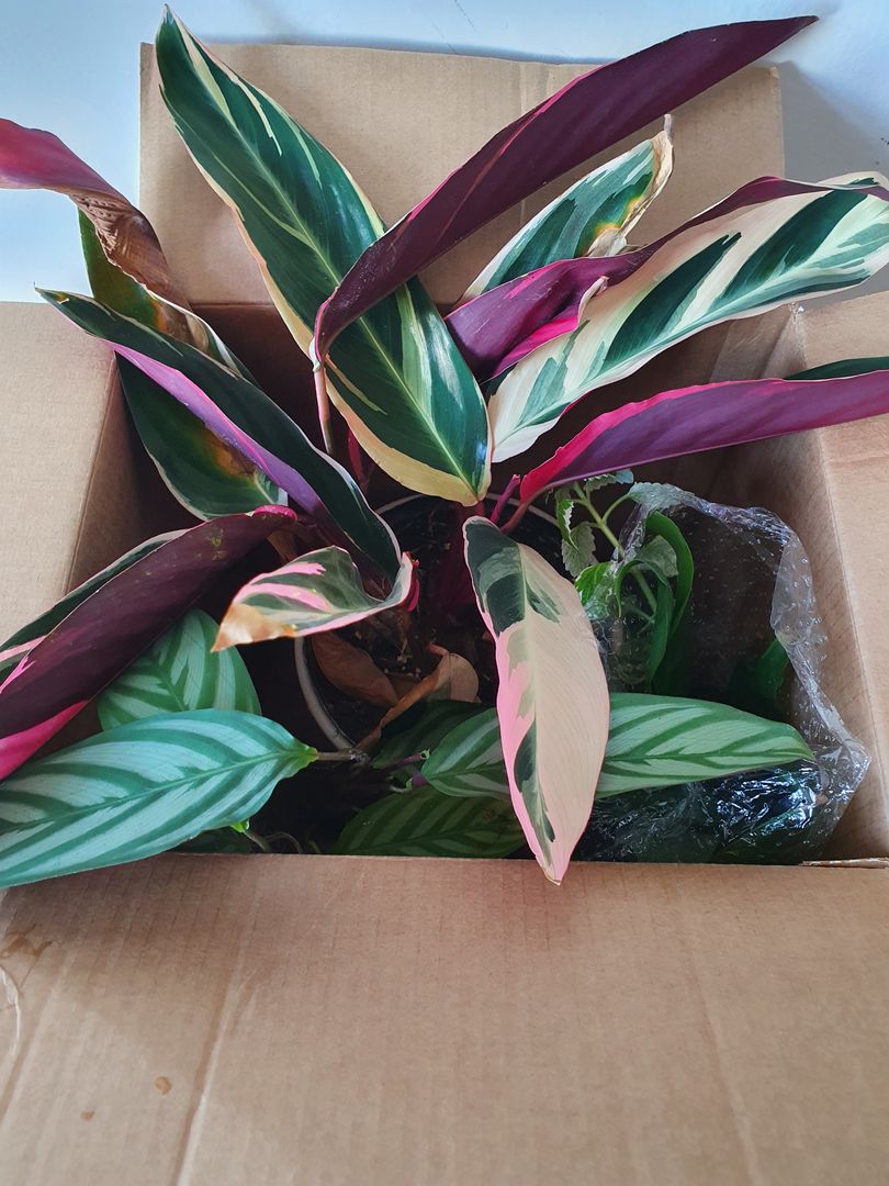 Your 7Step Guide on How to Pack Plants for Moving homify