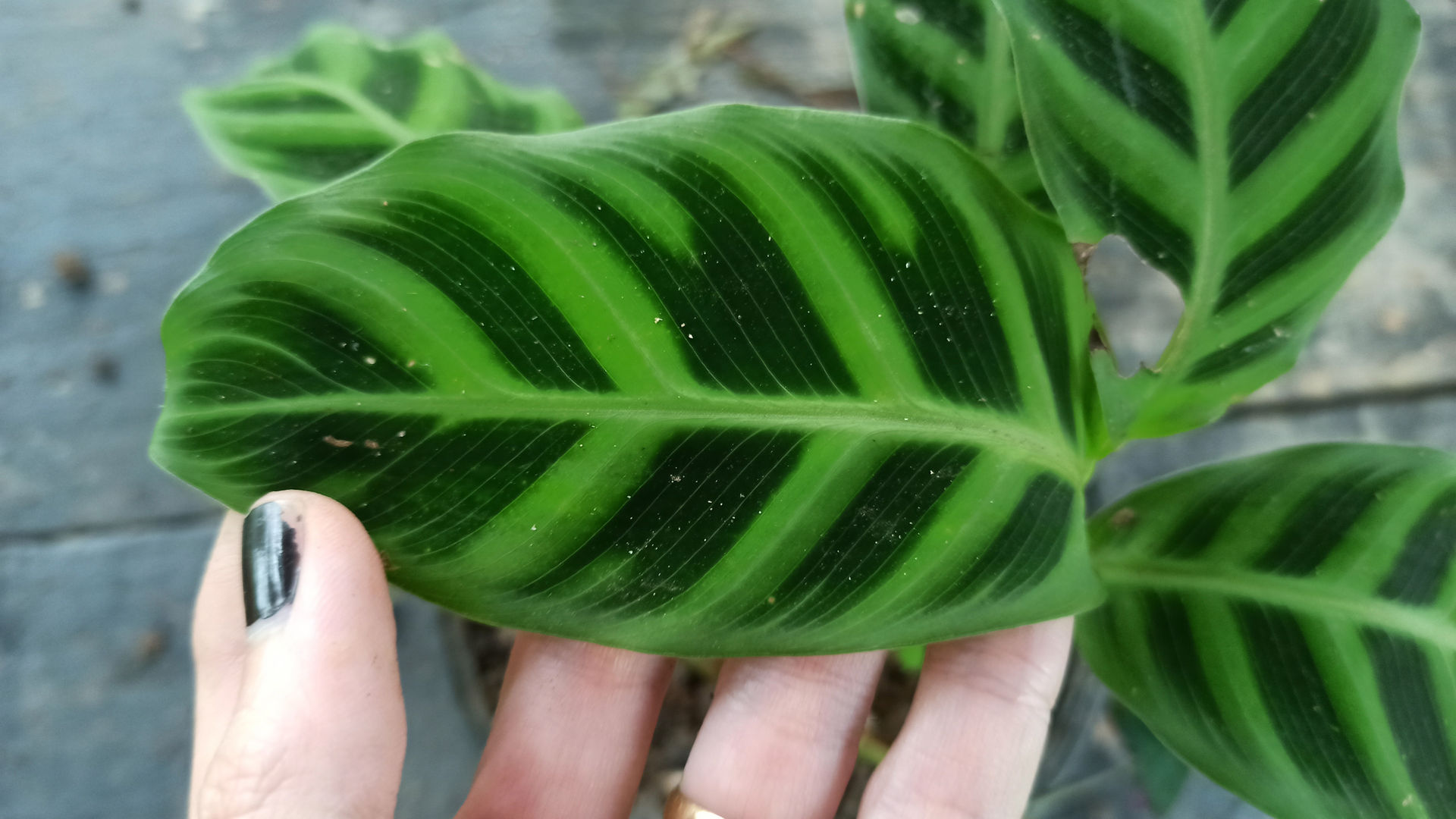 Pflege der Calathea Zebrina (Zebrapflanze)  7-stufiges DIY-Tutorial |  homify