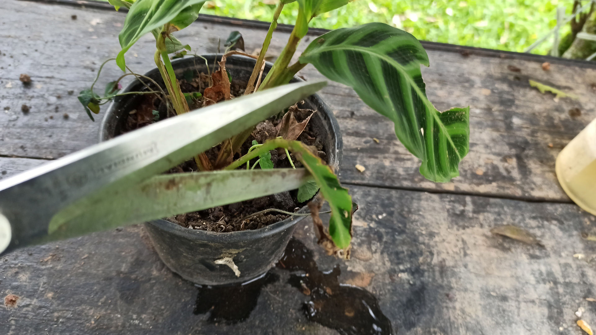 Pflege der Calathea Zebrina (Zebrapflanze)  7-stufiges DIY-Tutorial |  homify
