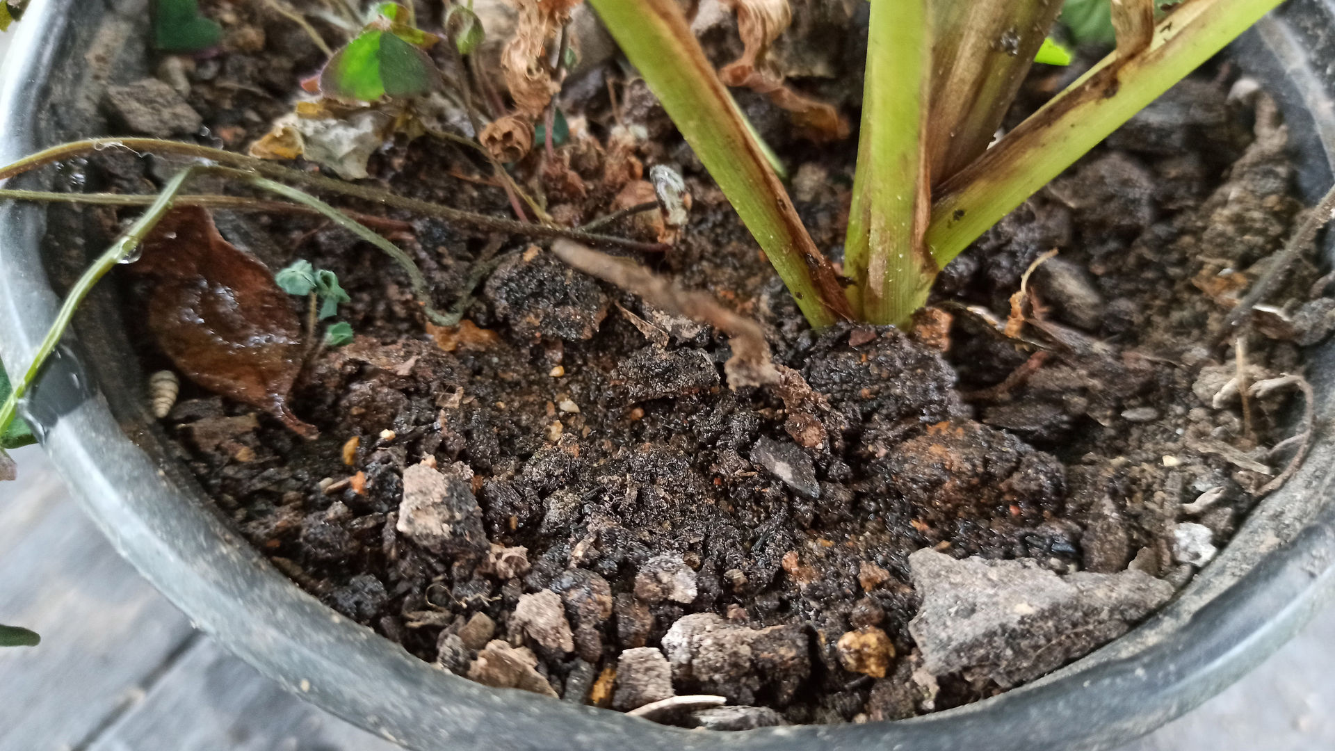 Pflege der Calathea Zebrina (Zebrapflanze)  7-stufiges DIY-Tutorial |  homify