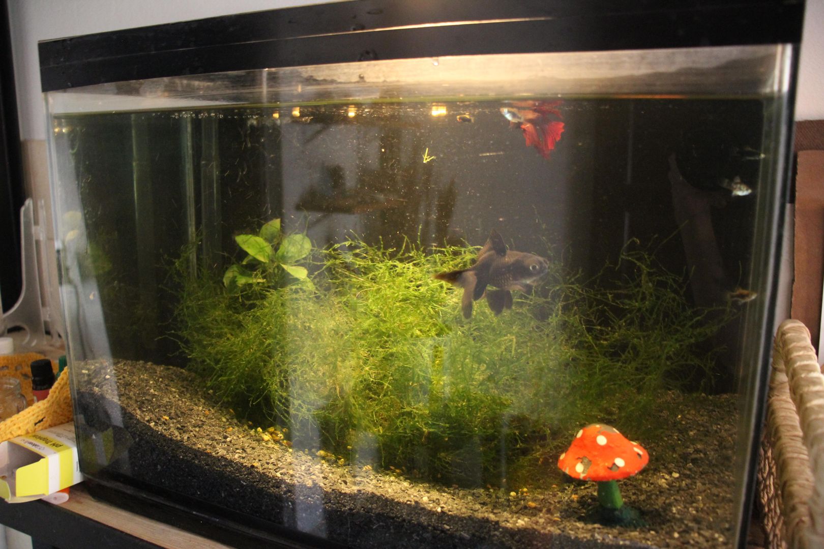 How to Introduce Fish to Tank l Introducing Fish to an Aquarium in 7 ...