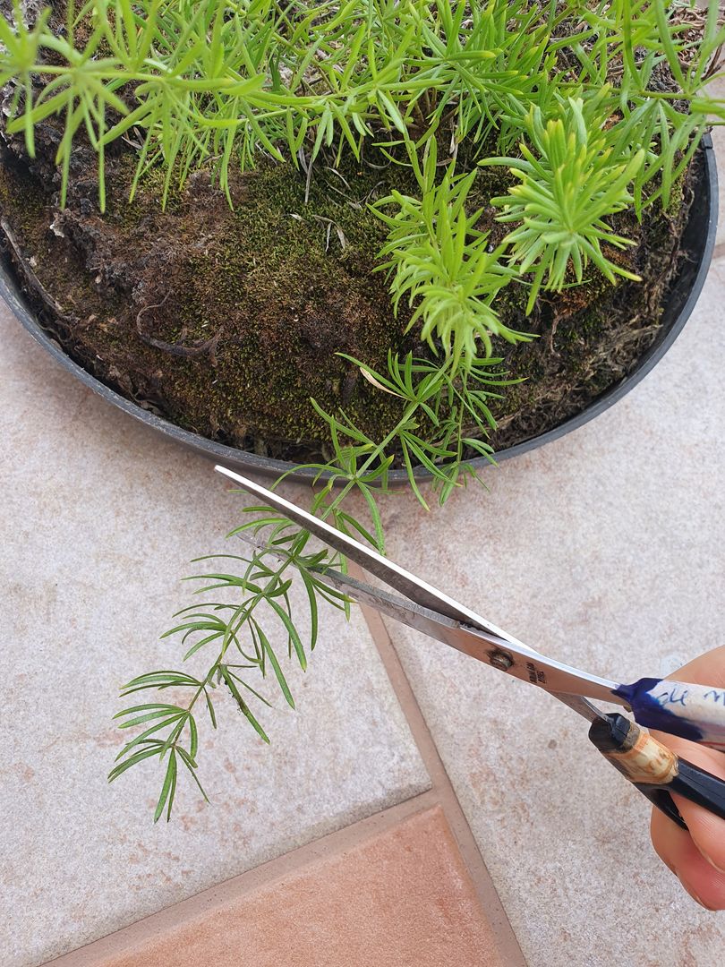 Jardinagem DIY | Como Cultivar Aspargo-Samambaia em Casa [6 Dicas  Essenciais] | homify
