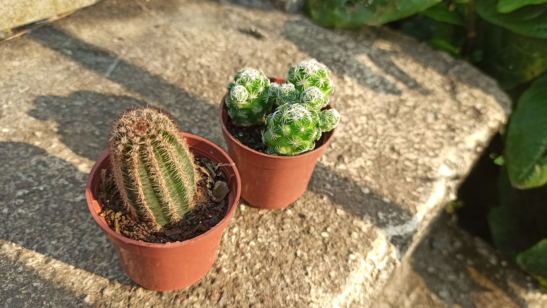 monstera standort wohnung 4er Box Einfach & Unkompliziert  Green Me Up