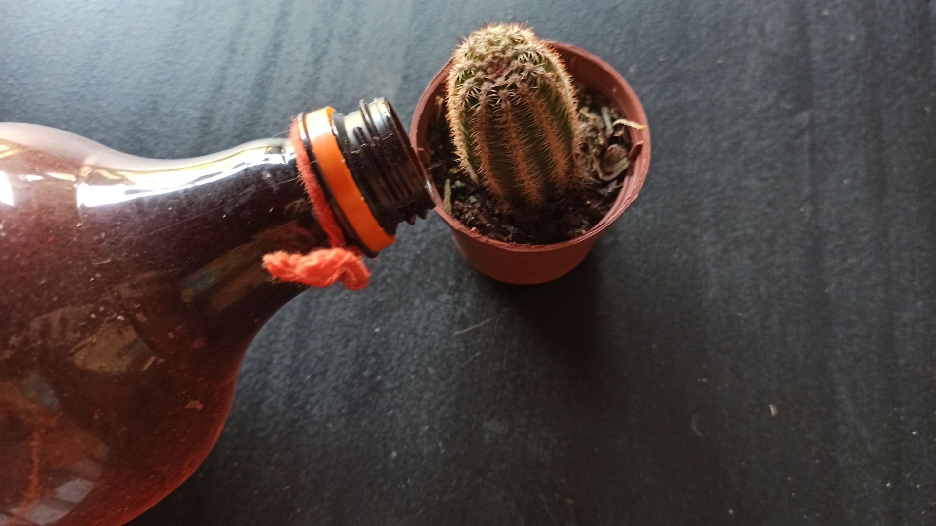 mini ming kaktus Cereus forbesii monstrose "Ming Thing"  Plant Vault