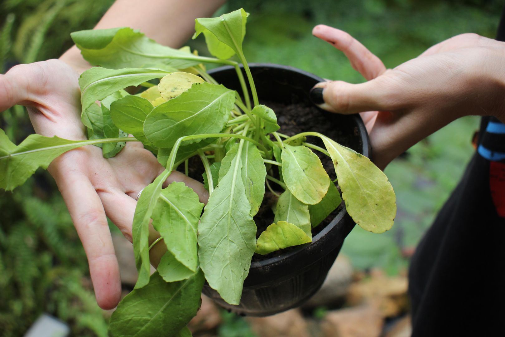 Your 9-Step Guide to Growing and Caring for Arugula (Rocket) | homify