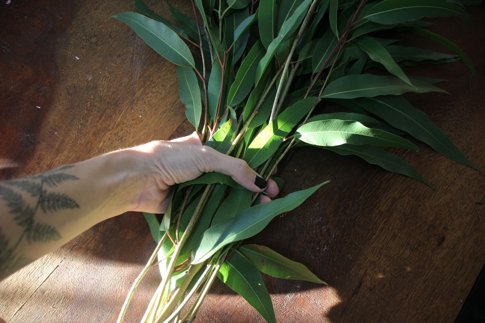 Eucalyptus populus Goud - Sugar Garden