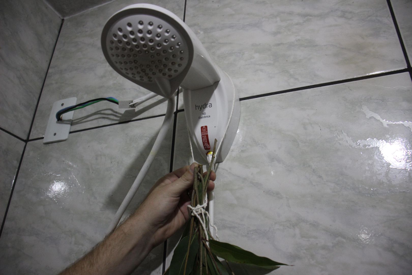 Eucalyptus