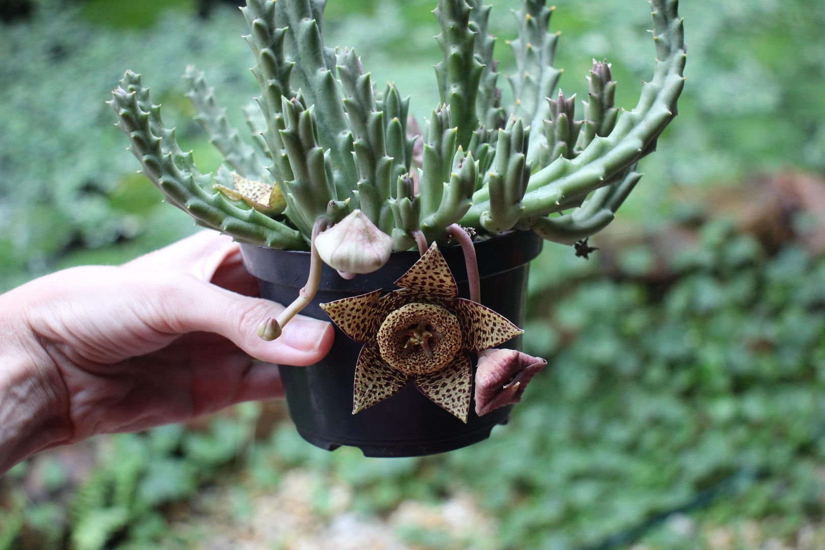 Orbea Variegata Is The New Magical Plant | 5 Steps To Grow It At Home |  homify