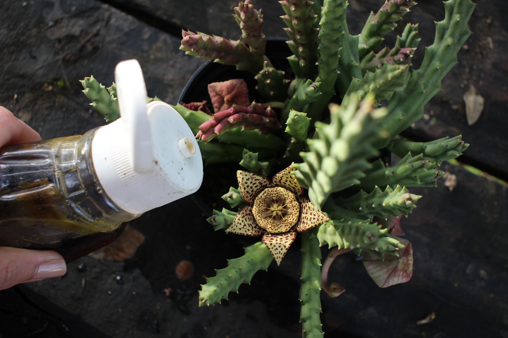 Orbea Variegata Is The New Magical Plant | 5 Steps To Grow It At Home |  homify