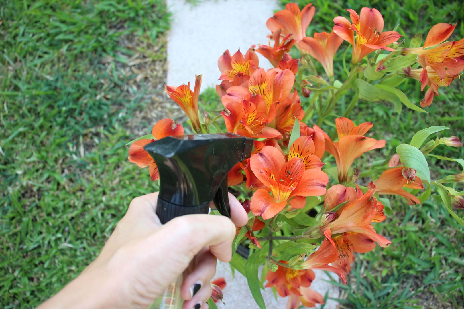 How to Grow Peruvian Lily l Beginners’ Guide to Growing Peruvian Lily