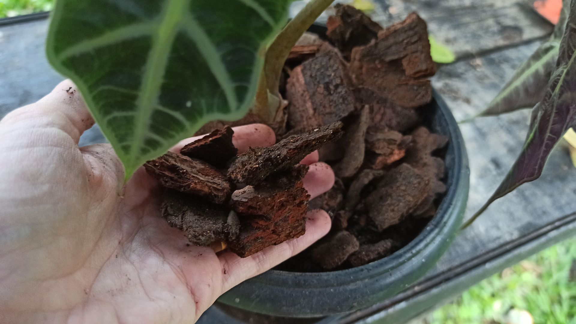 Cuidados a Ter com Plantas no Inverno | Veja Como Tratar de Plantas no ...