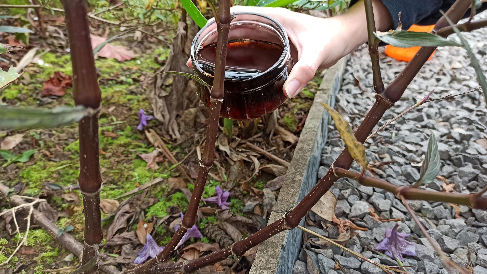 Adım 7: Ruellia simplex'i (Meksika Petunyası) gübreleyin