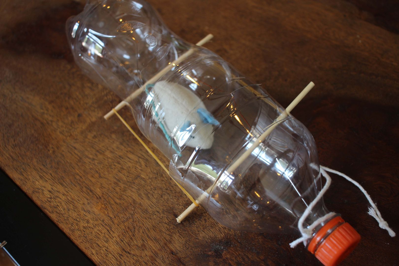 Come Realizzare Una Semplice Trappola Per Topi In Bottiglia In 16 Passi  Fai-Da-Te