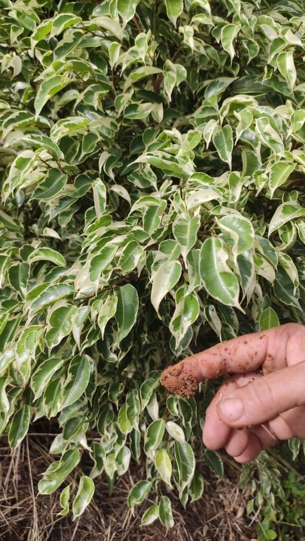 Plante En Pot De Ficus Benjamina Et Vaporisateur Vert Sur Fond