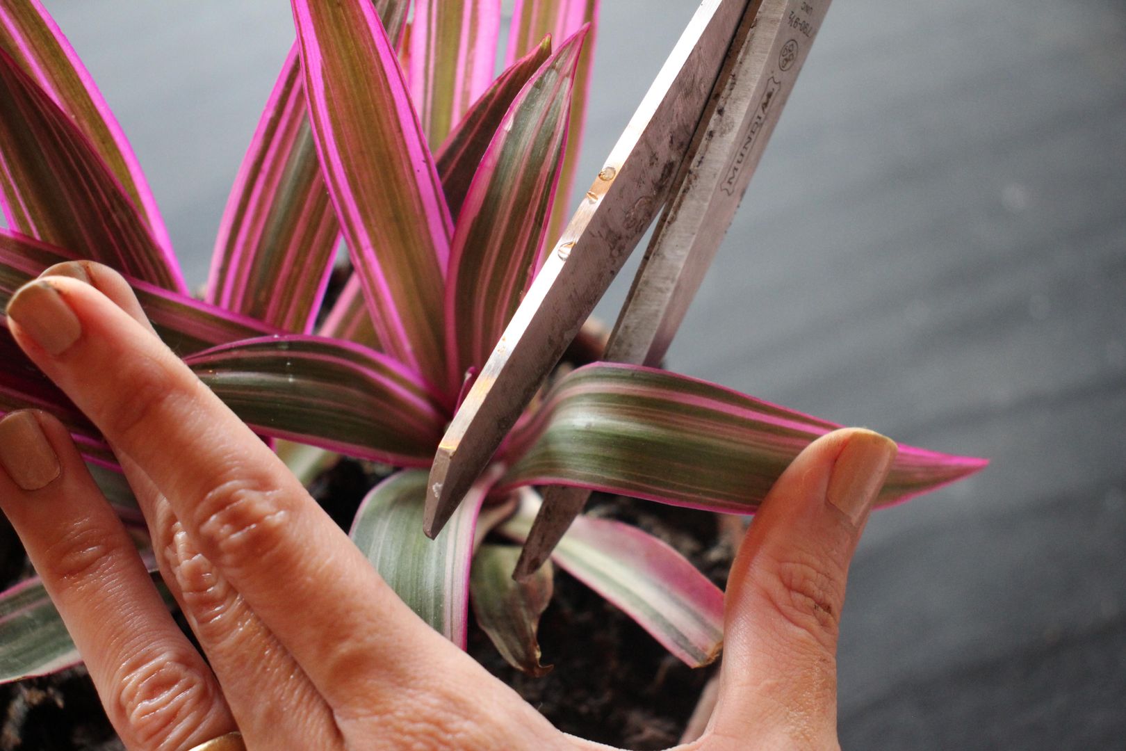 6 Cosas que Debes Saber para Plantar y Cuidar un Maguey Morado en Casa