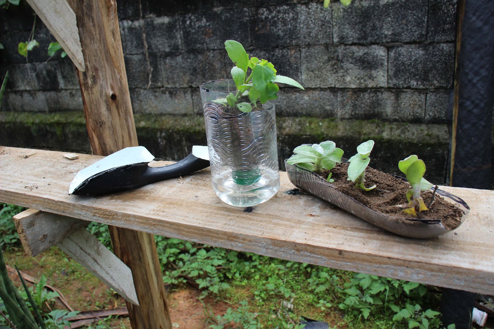 3 Clever Ways to Reuse Plastic Bottles for Your Garden | homify