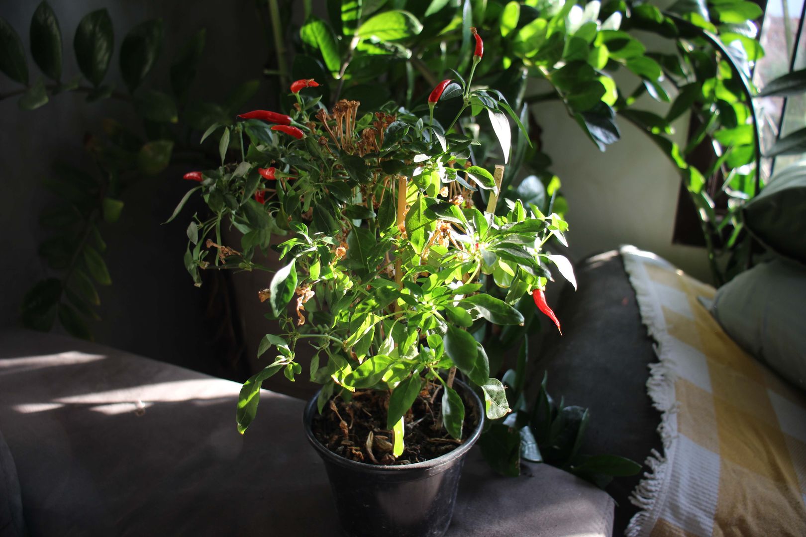 Hoe Kweek Ik Pepers in Potten in 8 Stappen? homify