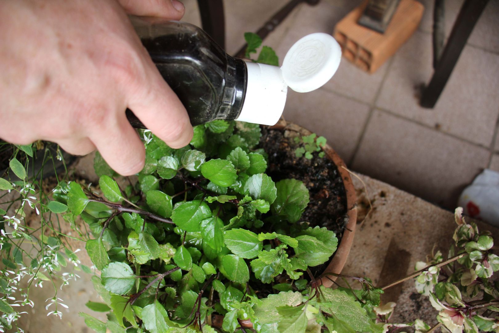 How to Grow Plants in Winter 7 Helpful Tips for Winter Gardening homify