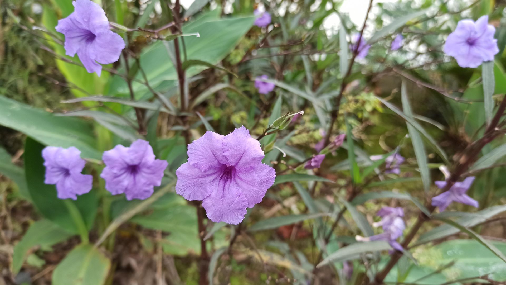 Aprende a Cultivar la Petunia Mexicana (Ruellia Simplex) en 7 Pasos Muy  Sencillos | homify