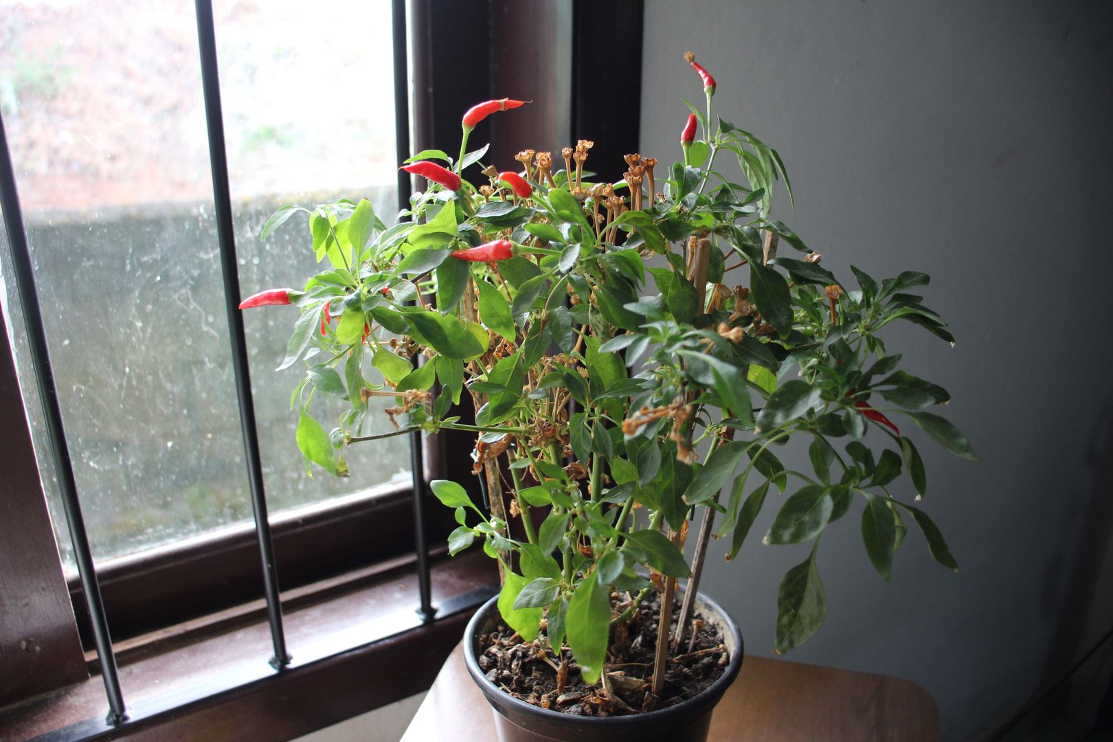In 8 Schritten lernen, wie man Paprika im Haus anbaut | homify