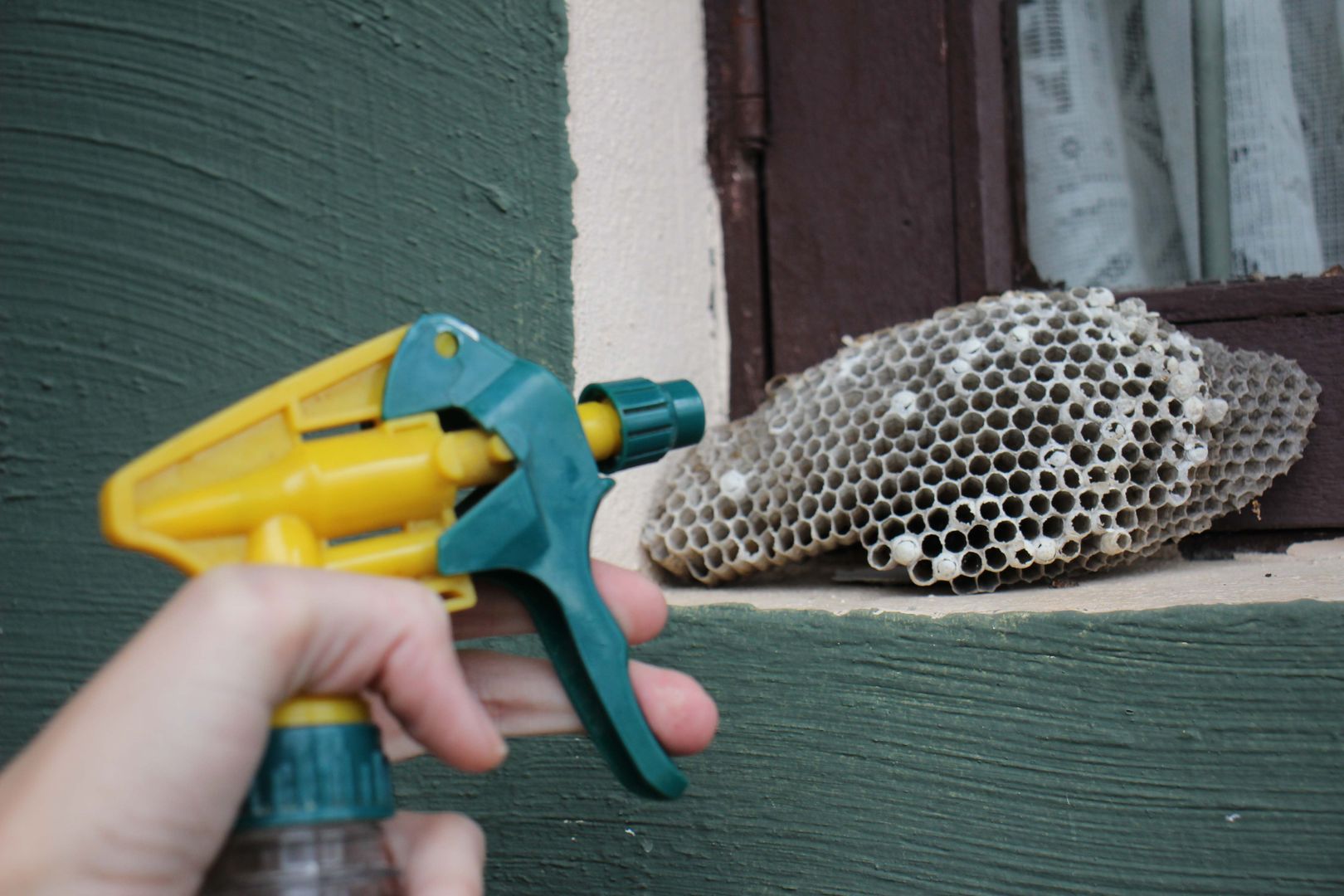 How to Keep Wasps Away 6 Simple Tips + Recipe for DIY Wasp Repellent homify