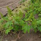 LUCIA PANZETTA – PAESAGGISTA