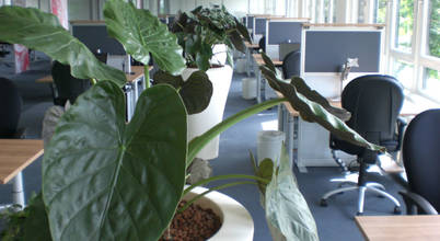 BAUMHAUS GmbH Raumbegrünung Pflanzenpflege