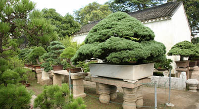 Bonsai.co.at