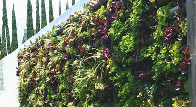 Flor de Piedra Jardines Verticales