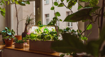 Urban Jungle by BerlinGreen BerlinGreen Moderne Wohnzimmer