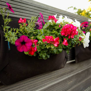 Bahçıvan Olmanıza Gerek Yok! Bakımı Kolay 10 Balkon Bitkisi