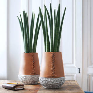 10 plants that are perfect for your living room