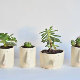 10 plants that are perfect for your living room