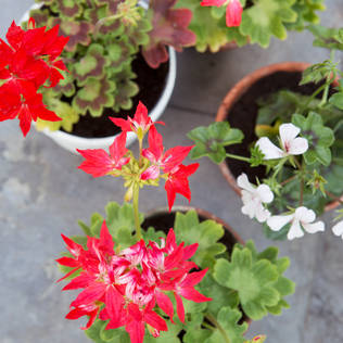 Bahçıvan Olmanıza Gerek Yok! Bakımı Kolay 10 Balkon Bitkisi