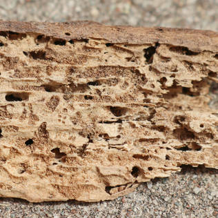 3 Reasons To Conduct Pest Inspections Before Buying A New Home