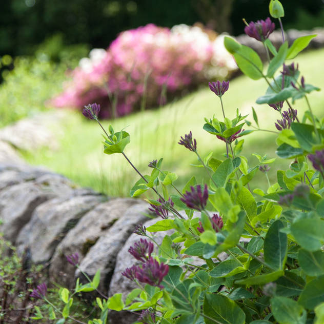 Honeysuckle: rustic Garden by Barnes Walker Ltd