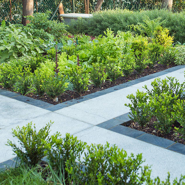 Classic Buxus hedging around herb beds Red Daffodil Classic style garden herb garden,formal hedging