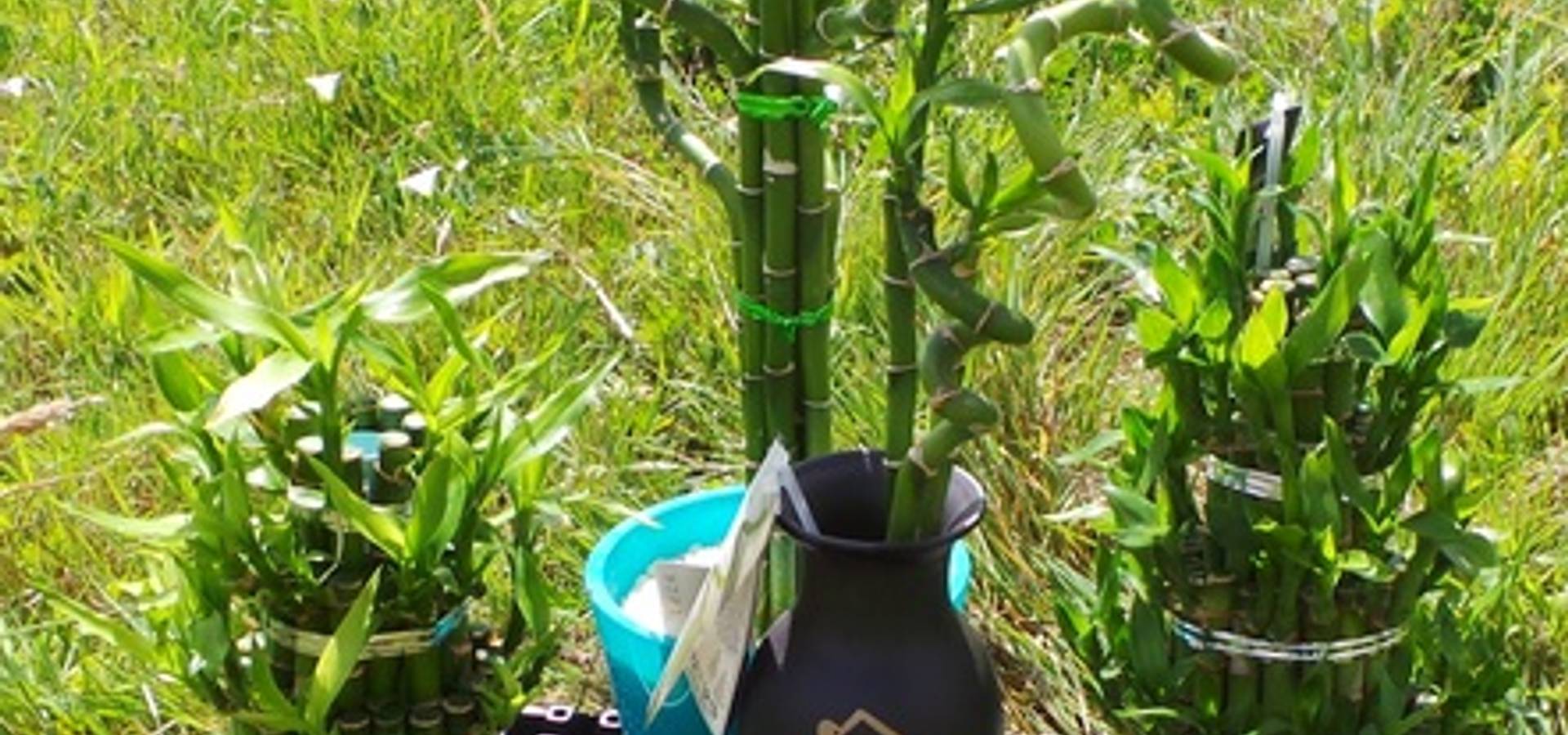 House Plants make you feel good and they look great too! homify