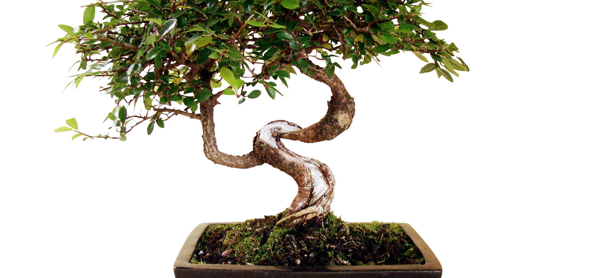 Genki-Bonsai