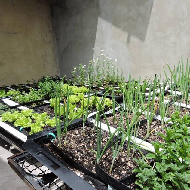 Techos Verdes: Jardines de estilo clásico por Techos Verdes Productivos