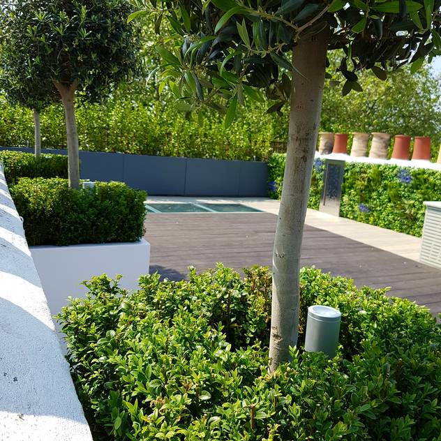 Olive trees in white cube planters underplanted with box hedging & LED lighting: translation missing: en.style.terrace.modern Terrace by Paul Newman Landscapes