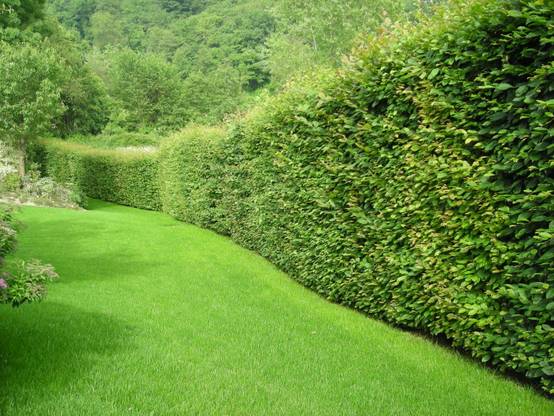 10 Ideas para Muros Verdes con Plantas en el Jardín | homify