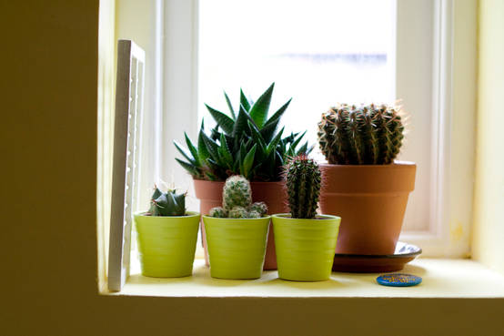 7 Best Plants That Will Thrive in Your Living Room | homify
