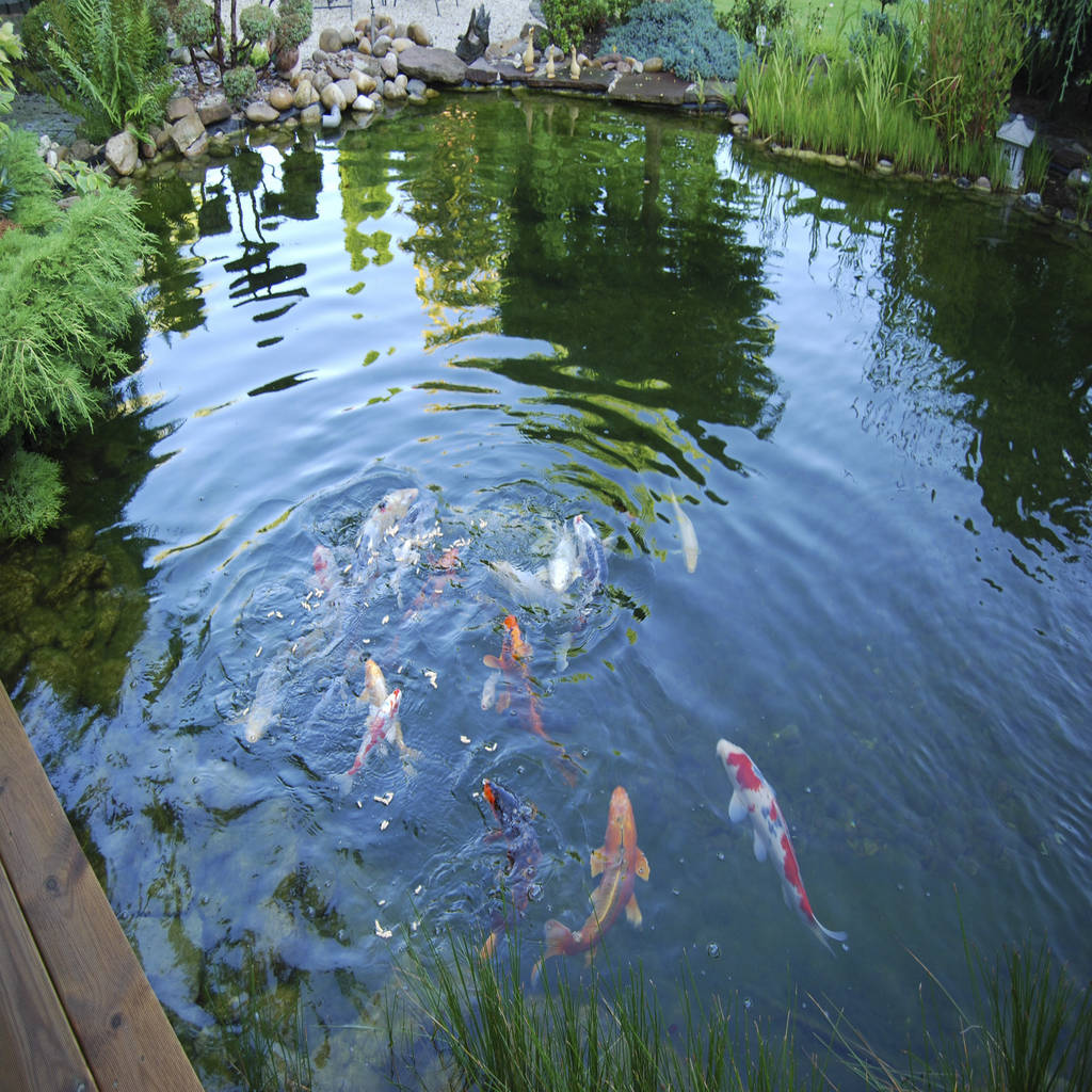 Teiche stein/garten/design e.k gartenteich homify