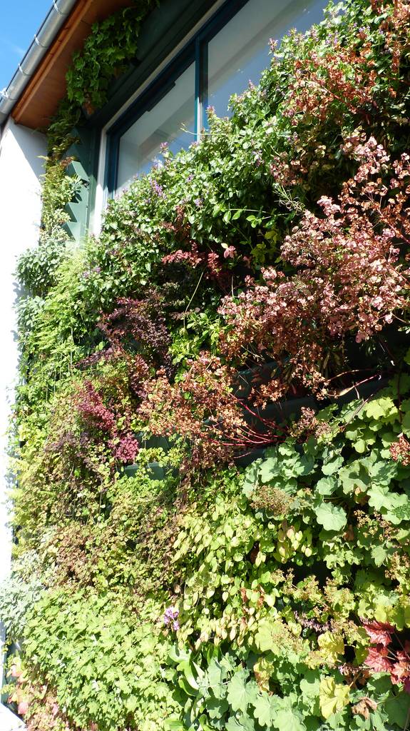 Végétaux naturels façade végétalisée / mur végétal extérieur — free download