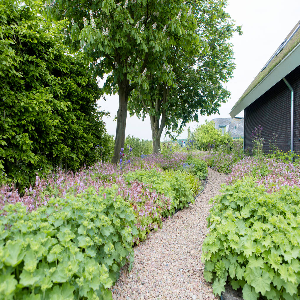 Vaste planten tuin in houten dutch quality gardens, mocking hoveniers