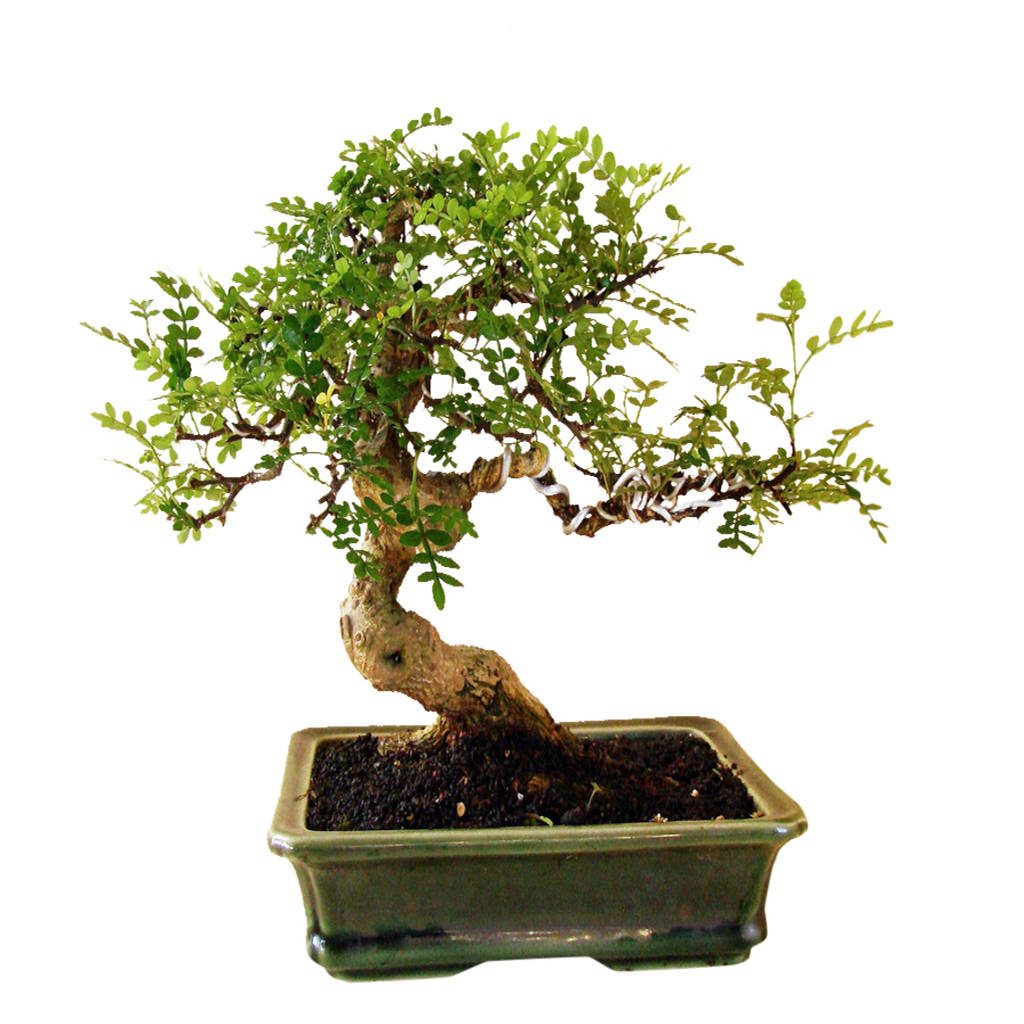 Bonsai Modern Garden By Genki Bonsai Modern Homify